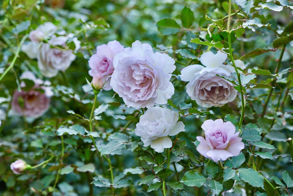 11月の薔薇